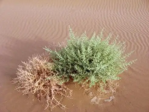 国外长在沙漠的"怪草",风一吹拔根就"跑",看到它能找到水源