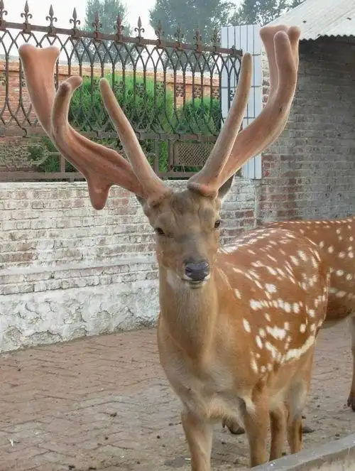 东北马鹿东北马鹿图片