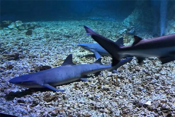 而有的硬背侏儒鲨体长还不会超过二十厘米,是名副其实的小鲨鱼