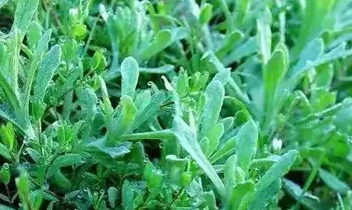 田地里的这种野草,人们称为"救命草",常吃可降血压和降尿酸