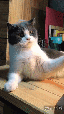 正常播放就是浣熊,倒放就是侏罗纪公园!_猫咪