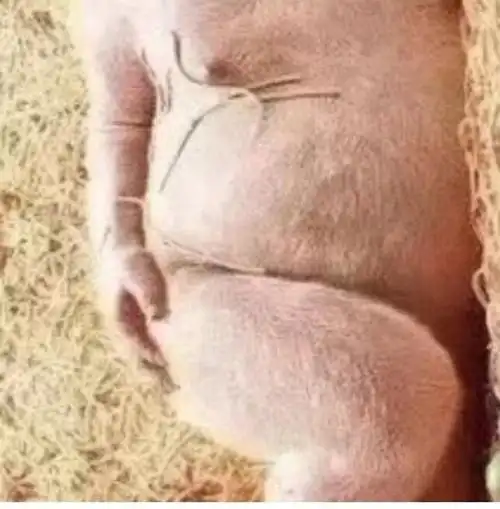 求一只侧卧的猪谢谢