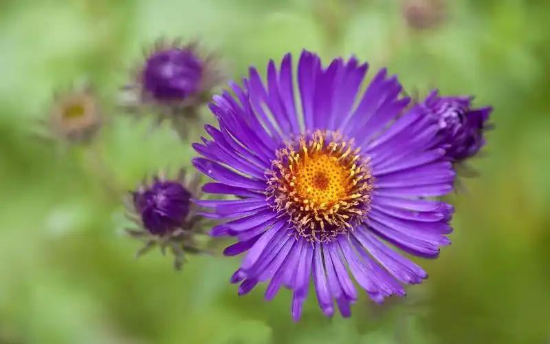 紫色的紫菀花特写 桌布 - 1920x1200