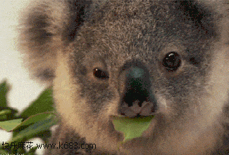想抱一只回家还有萌萌哒树袋熊不过这里除了凶猛可怕的动物这里的牛会