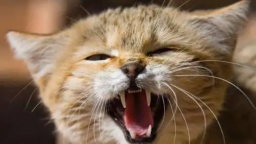 发现其老公(35岁)在半夜会发出猫叫一样的声音,劳累后常见.