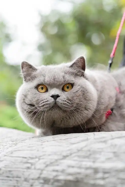 英短 蓝猫 纯蓝色 英国短毛猫 沐米猫舍 适合当种猫