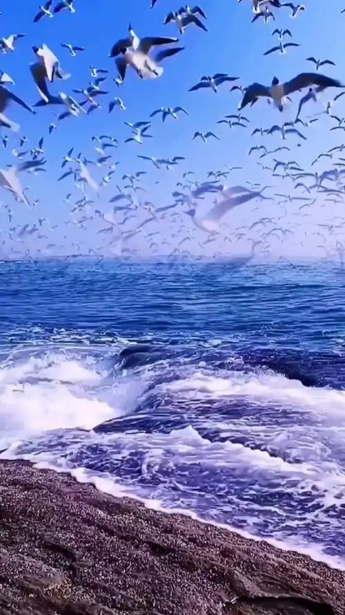 海鸥#大海#蓝天