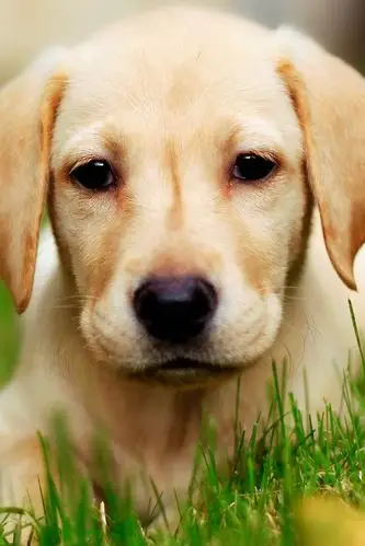 可爱狗狗高清iphone 4s壁纸640x960下载