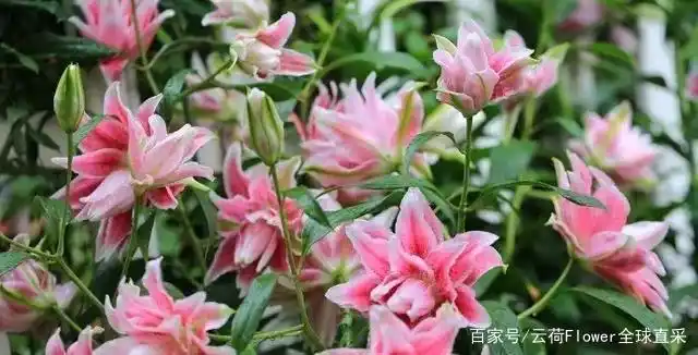 仙气飘飘又高雅端庄的重瓣百合,改观你对百合的所有偏见!