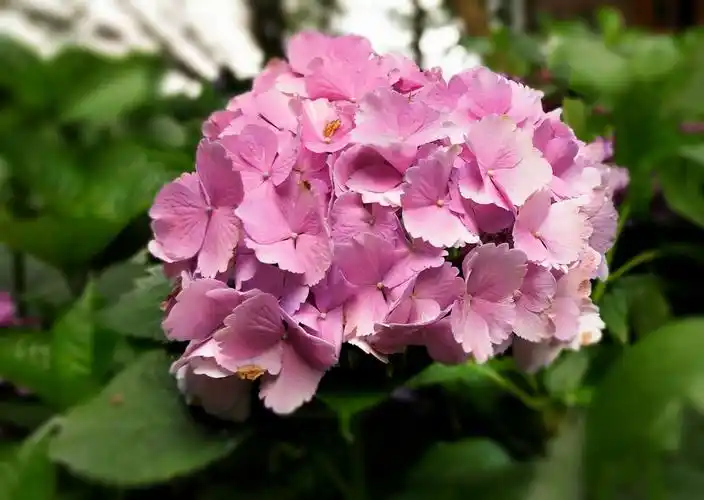 绣球花(手机版)