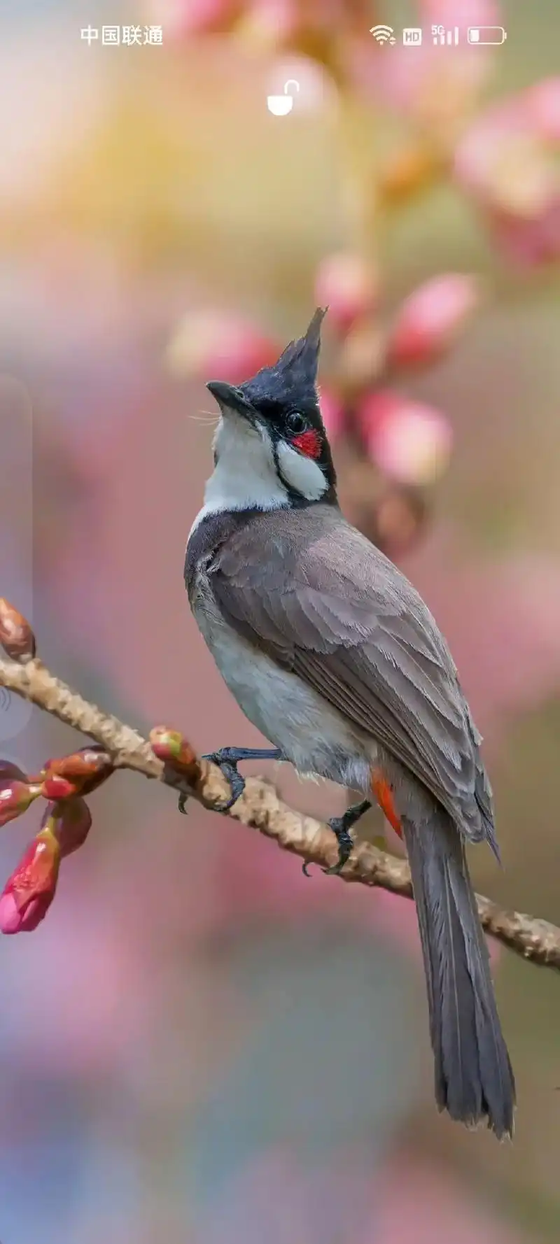 合集·罕见且漂亮的鸟儿 红襟鸟是一种食虫的益鸟,性情温顺, - 抖音