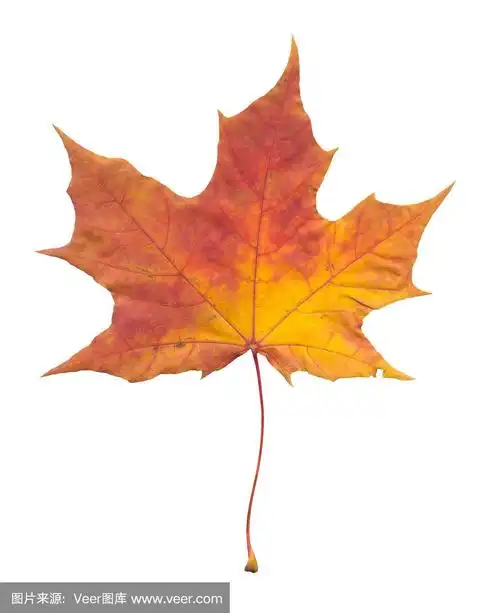 枫树,秋天,叶子,九月,十月
