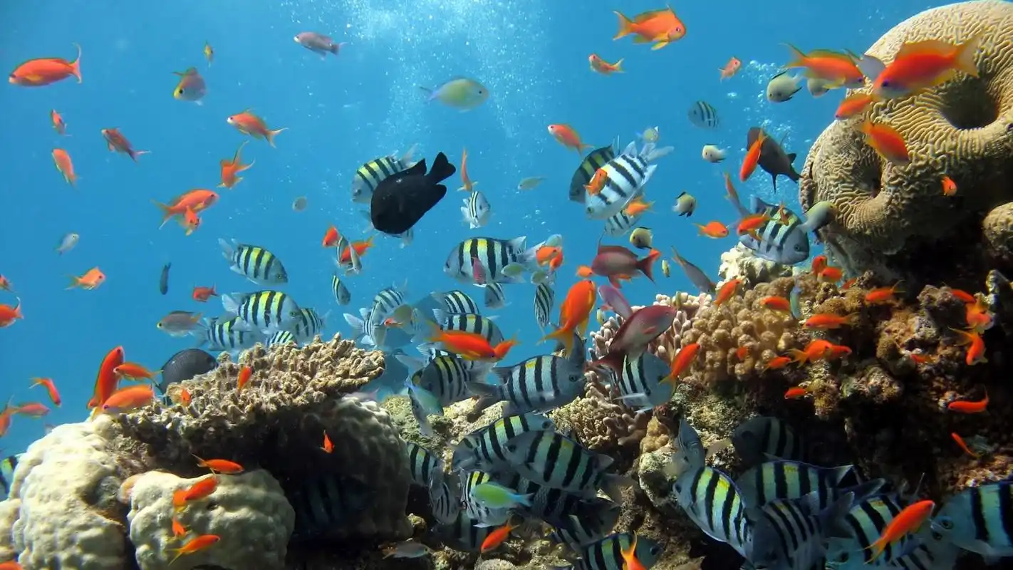 五彩绚烂美丽的海底世界桌面壁纸