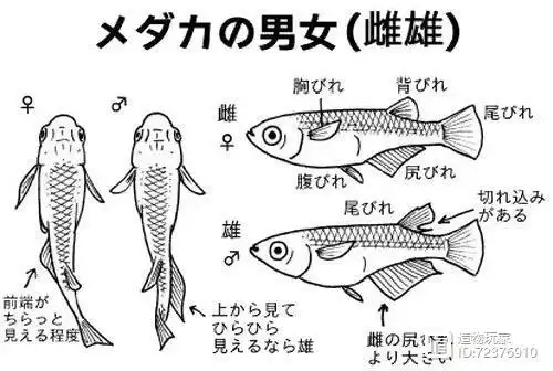 公鱼成年后臀鳍会出现拉丝,母鱼不会,其次结合背鳍进行分辨,背鳍公鱼