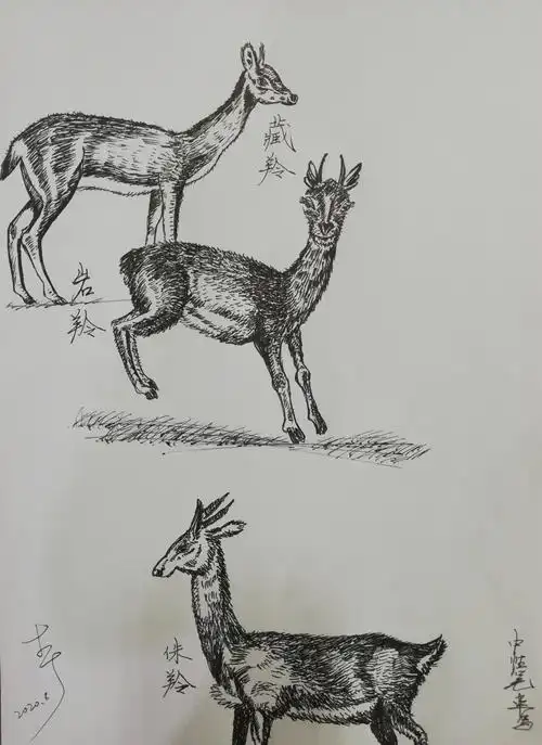 习画239羊12中性笔