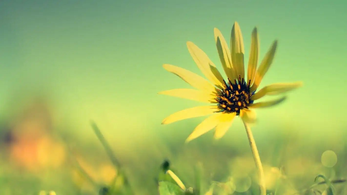 首页 桌面壁纸 清新唯美的花朵特写图片高清壁纸上一张下一张查看原图