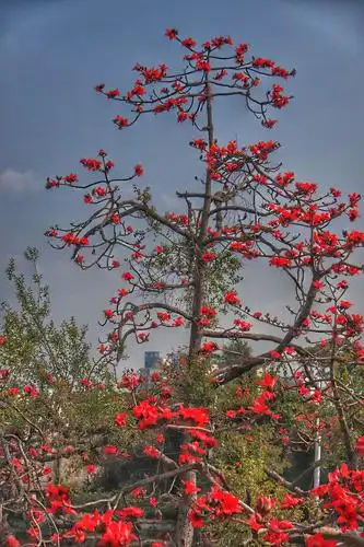 国立中山大学南校园内红棉树花盛开