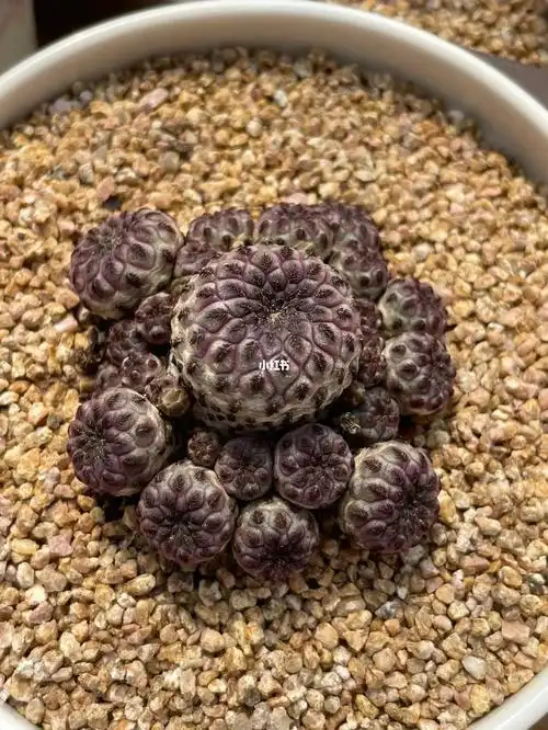 基地精控多年紫丽丸群生,手捧花型,58#多肉植物  #紫丽丸仙人球