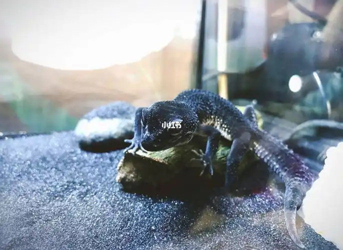 蜥蜴 黑夜守宫 无牙仔_宠物_宠物_宠物其他