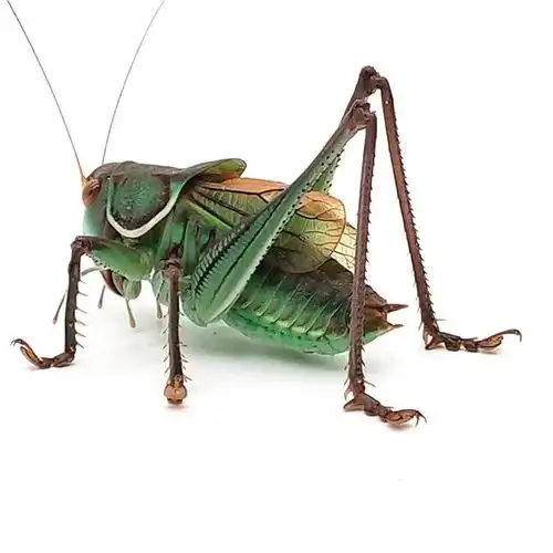 蝈蝈,雄蝈蝈叫声的是用两叶前翅摩擦发出醇美响亮的音色,这种声音作用