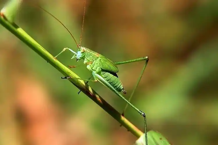 绿色蝈蝈