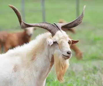 一只老山羊图片