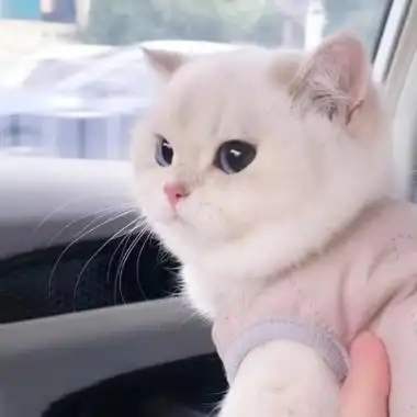 超萌小奶猫头像图片