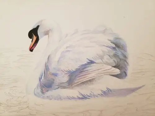 彩铅-天鹅