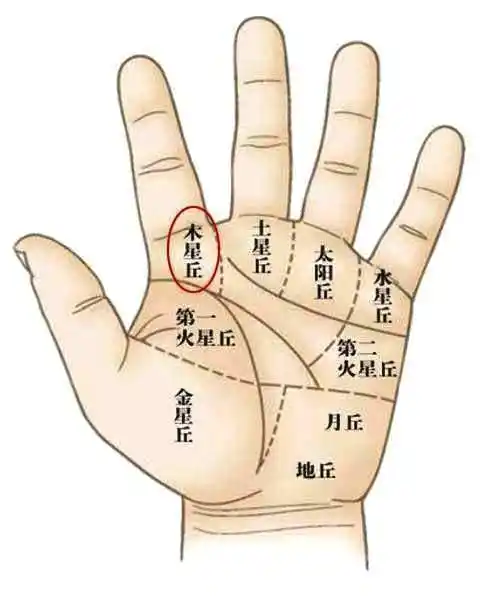 位于大拇指下方的掌丘就是手相中的金星丘.