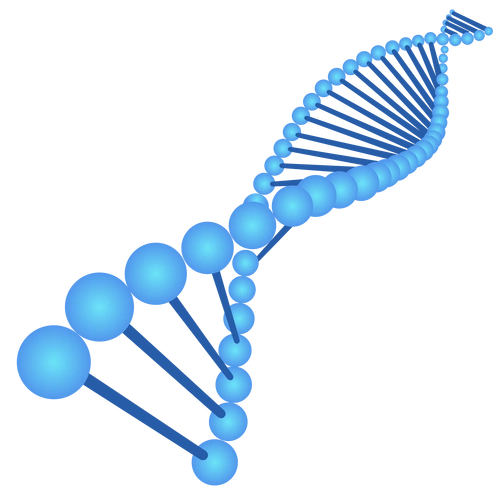 pee64哺乳抗体质粒