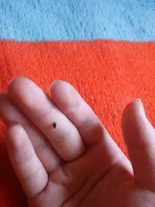 这是什么虫家里老有怎么灭它