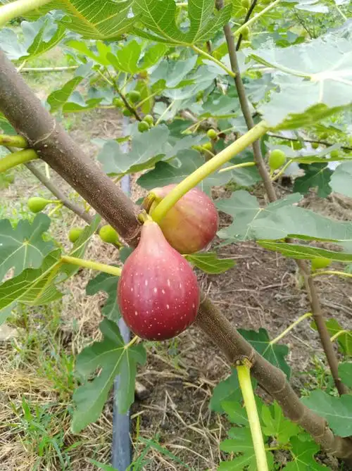石芫无花果采摘园盛产期大优惠