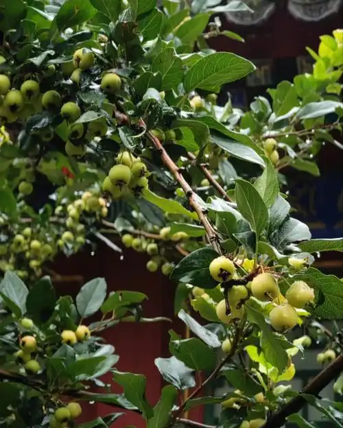 海棠结果,硕果累累#海棠果  #鲜花分享  #海棠