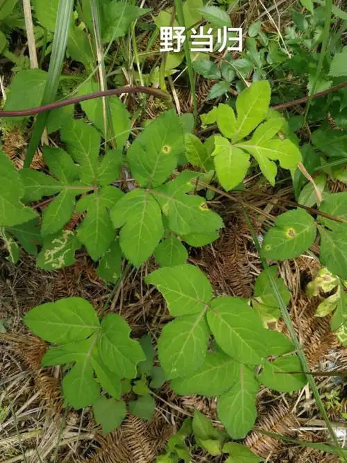 野鲜中草药实拍