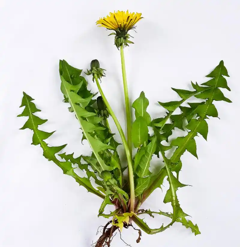 蒲公英的好处和禁忌  蒲公英具有许多好处,包括以下几个方面:  1.