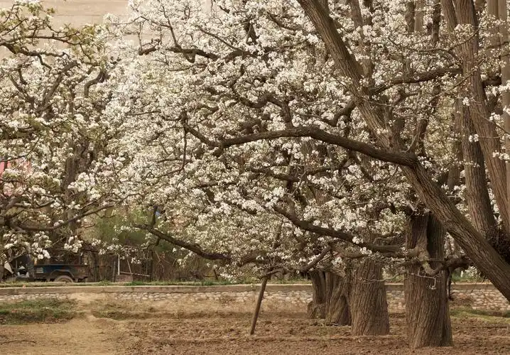 什川梨花白如雪