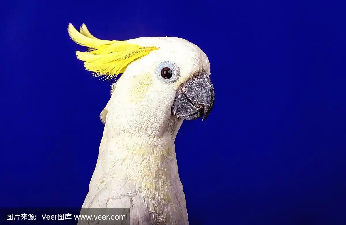 一只非常漂亮的白色鹦鹉.
