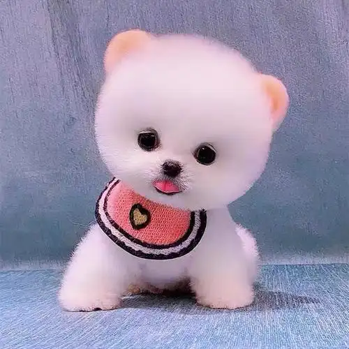 出售博美茶杯犬活体幼犬博美俊介小体宠物犬宠物狗纯白双血统纯种