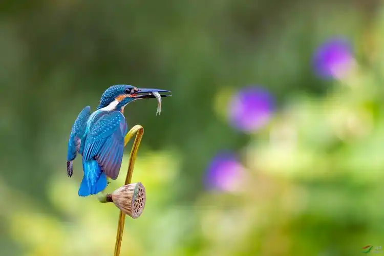 《小有斩获》普通翠鸟