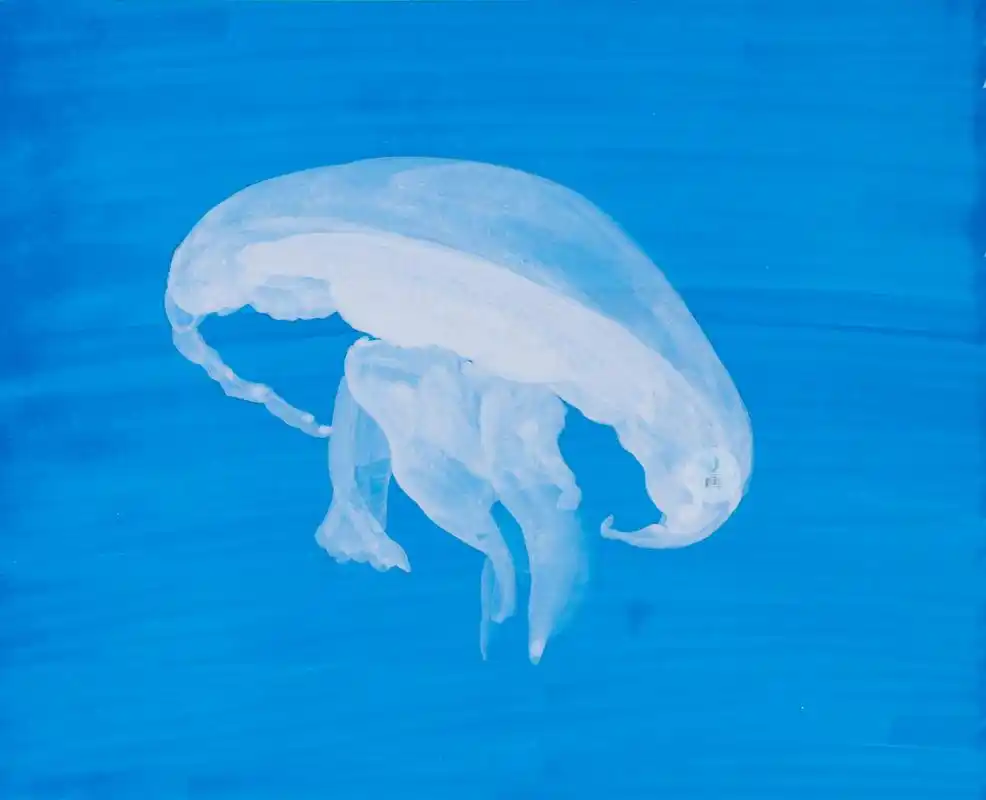 彩铅 水母系列 合集