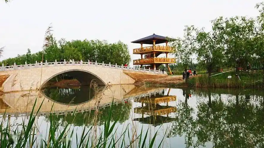 仲夏午后,走进陈桥湿地公园,岸边绿树成荫,水草,荷花在青色池水中摇曳