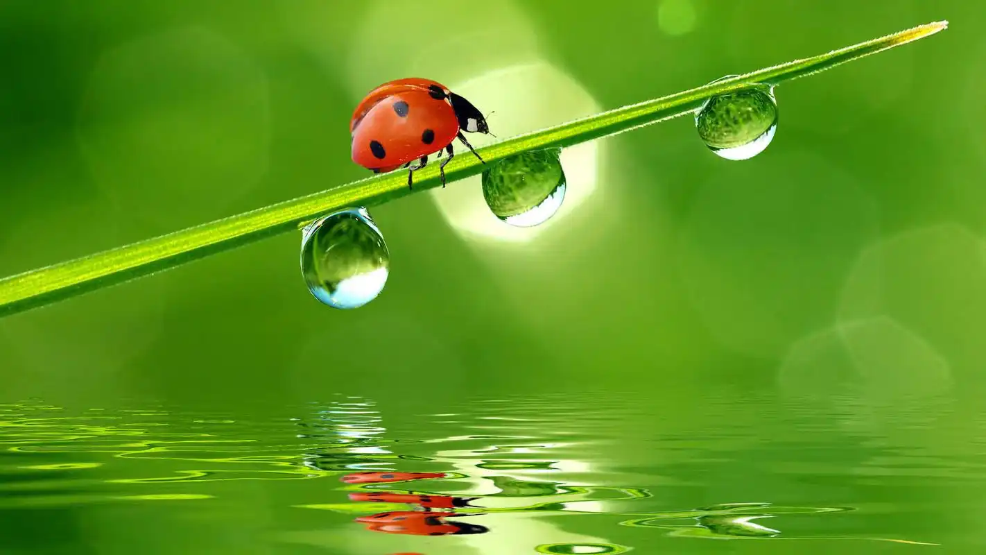 精选可爱七星瓢虫2高清护眼桌面壁纸下载