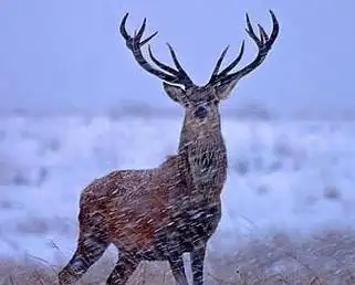 新疆马鹿能发出狮子的吼声,角挑腿踢,能直接抵抗凶猛的天敌?