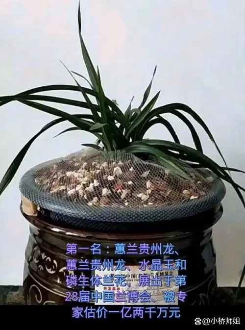 一株小小的兰花真的是颠覆了我的认知,价格居然能高到这么离谱,话说它