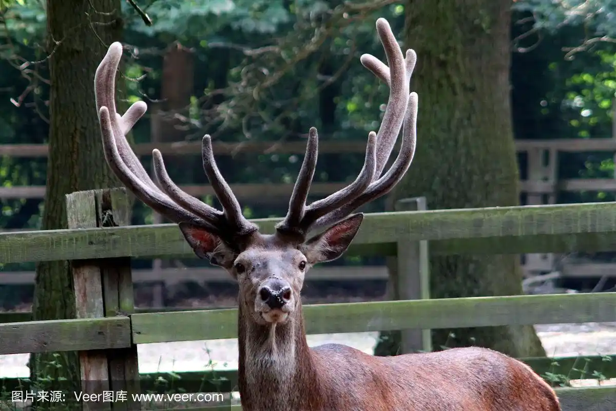 鹿角,雄性动物,马鹿,宏伟,野生动物