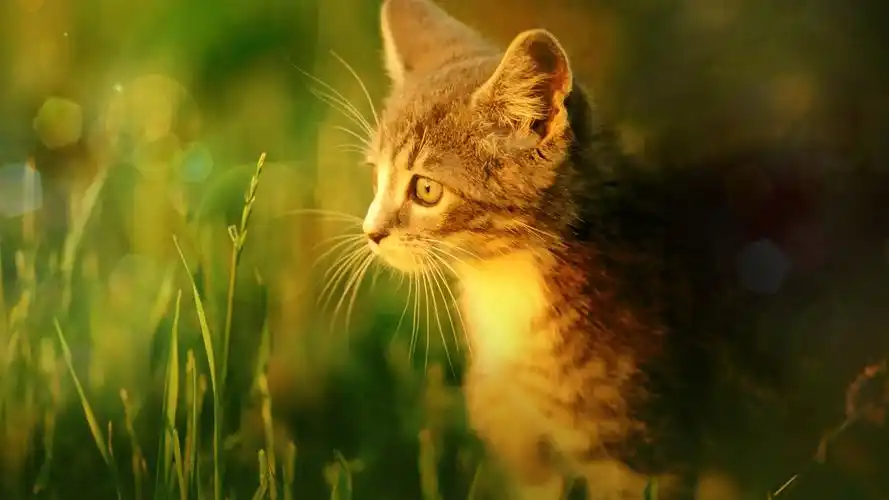 凝望爱情的小猫桌面壁纸高清大图预览1920x1080_动物壁纸下载_墨鱼