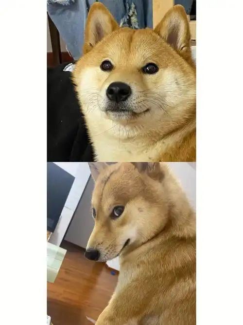 以前5万的样貌 现在就价值50,还没有人给可爱狗点关注#柴犬  #我家