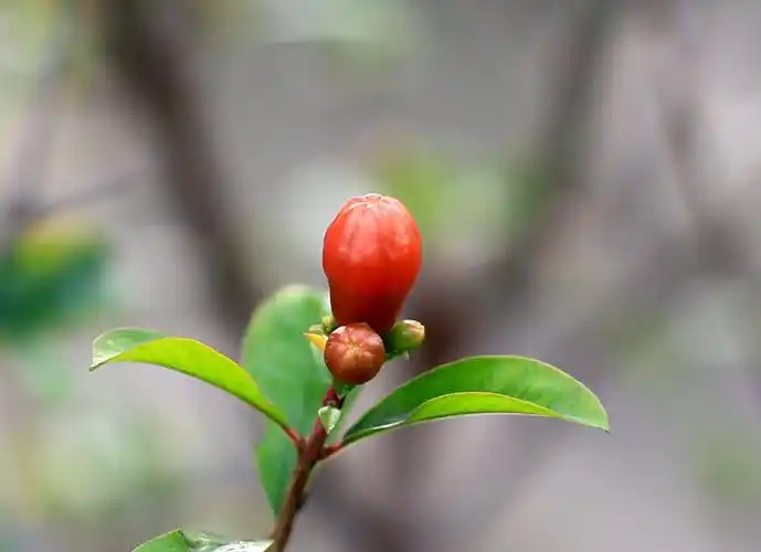 花骨朵含苞待放