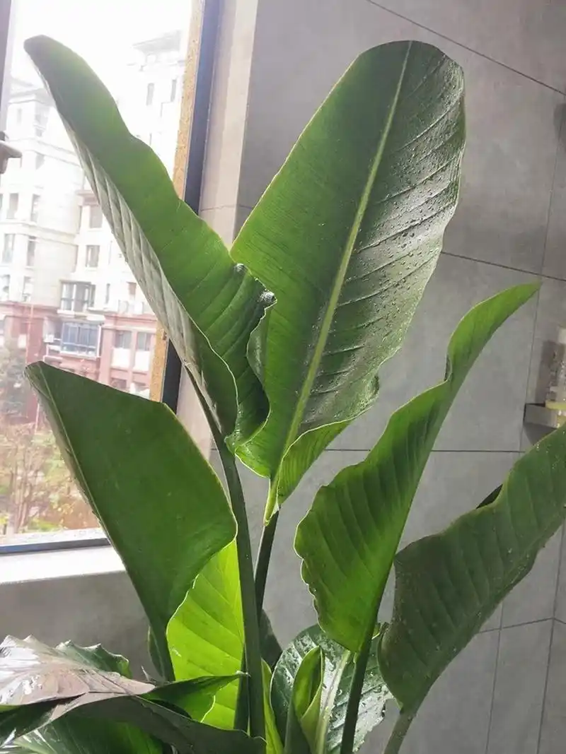 家里养天堂鸟叶子发黄枯萎死掉?到底怎么回事?