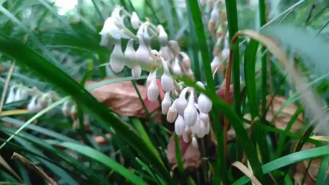 麦冬静悄悄开花了,它们开的花好看吗?